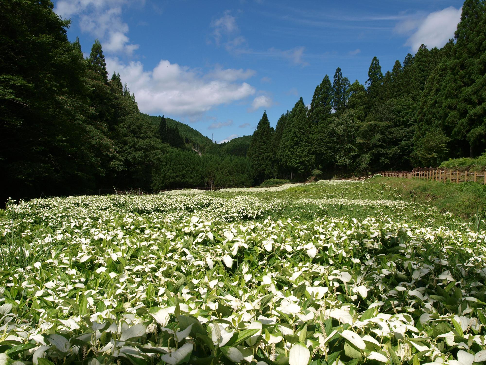 半夏荘園